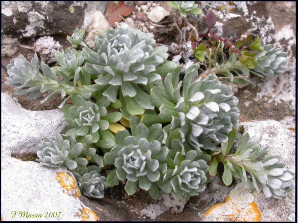 Filago asterisciflora (=Evax asterisciflora) / Evax maggiore